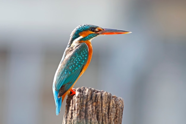 Martim-pescador-comum alcedo atthis belas aves fêmeas da tailândia