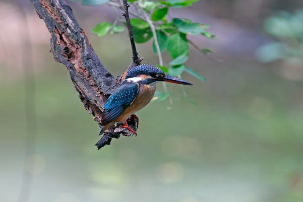 Martim-pescador-comum Alcedo atthis belas aves fêmeas da Tailândia