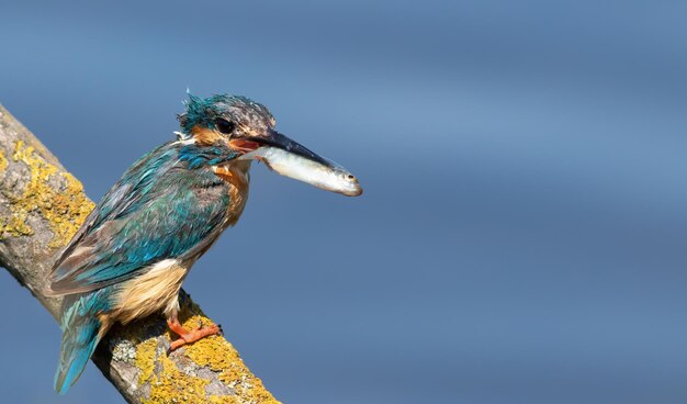 Martim-pescador comum Alcedo atthis O macho senta-se em um belo galho e segura sua presa em seu bico