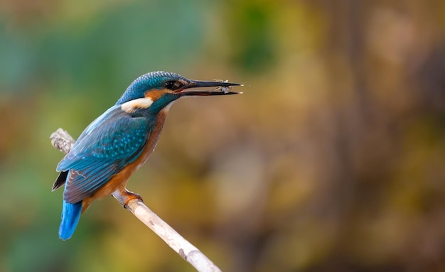 Martim-pescador comum Alcedo atthis O pássaro fica acima de um rio raso em um galho antigo