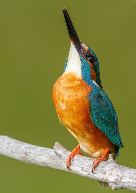 Martim-pescador comum Alcedo atthis O pássaro macho olha para cima