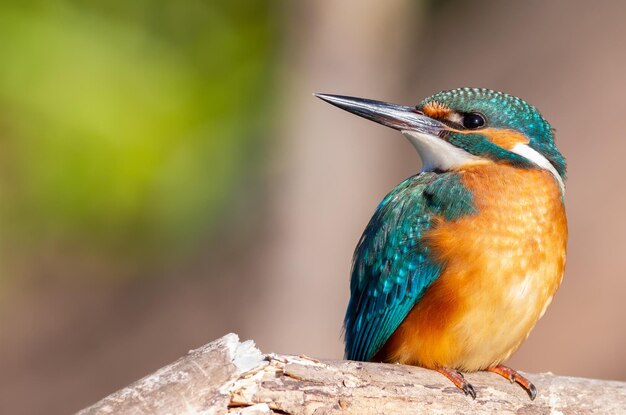 Martim-pescador comum Alcedo atthis O pássaro senta-se em um galho seco acima do rio esperando por pequenos peixes