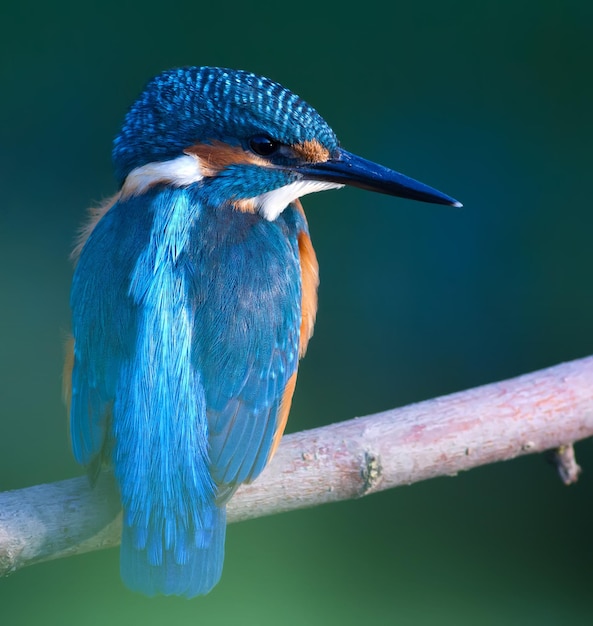 Martim-pescador comum Alcedo atthis O pássaro sentado em um galho acima da água enquanto espera por peixes