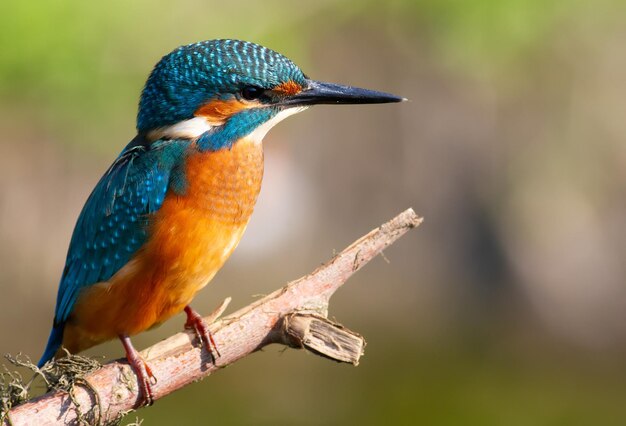 Martim-pescador comum alcedo atthis o pássaro sentado em um galho acima da água enquanto espera por peixes