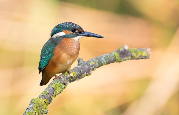 Martim-pescador comum Alcedo atthis O pássaro sentado em um galho acima da água enquanto espera por peixes