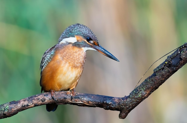 Martim-pescador comum alcedo atthis Um pássaro jovem senta-se num galho à espera de uma presa