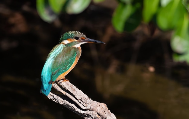 Martim-pescador-comum Alcedo atthis Um pássaro pousa numa margem sobre o rio