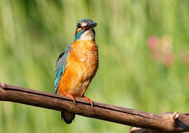 Martim-pescador comum Alcedo atthis Um pássaro senta-se em um galho contra um fundo verde