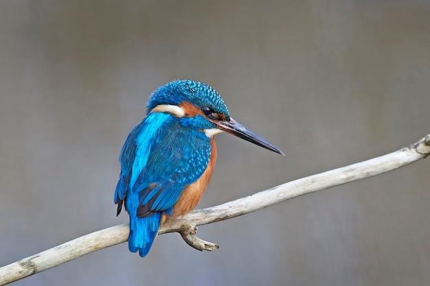 Martim-pescador-comum (Alcedo atthis)