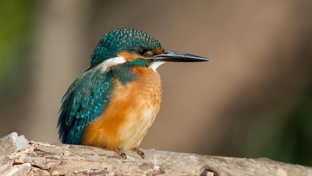 Martim-pescador comum Alcedo neste dia ensolarado um jovem pássaro sentado à beira do rio em um belo galho