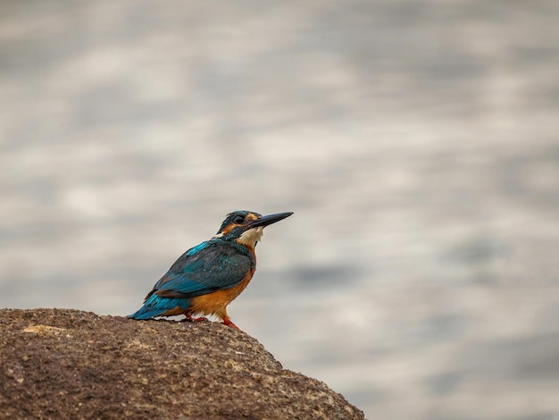 Martim-pescador comum Alcedo neste pássaro em seu ambiente natural