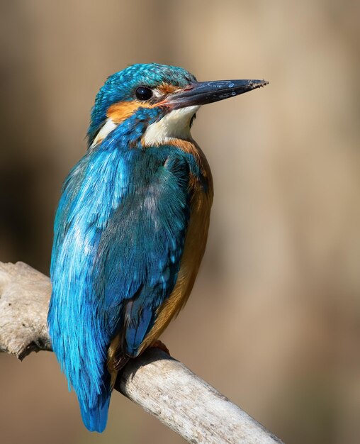 Martim-pescador comum Alcedo neste Um close de um belo pássaro