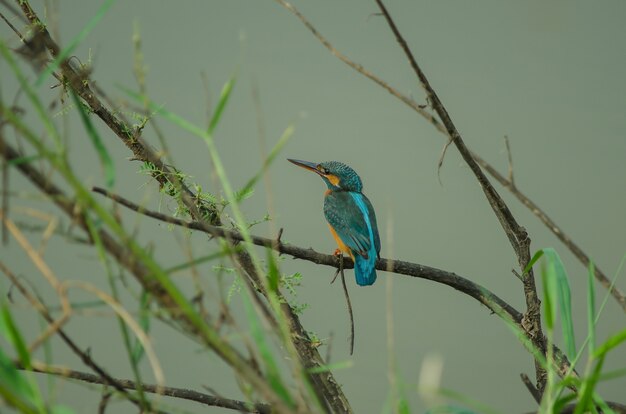 Martim-pescador-comum empoleirar-se no galho (Alcedo atthis)