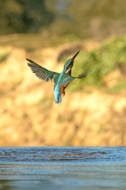Martim-pescador comum fêmea adulta emergindo do rio depois de pescar e voar para seu ponto favorito