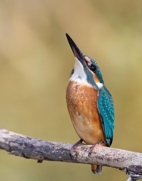 Martim-pescador comum, um pássaro senta-se em um galho e olha para cima