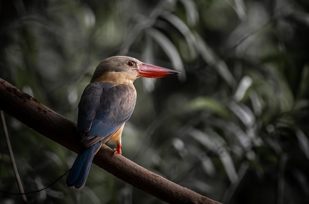 Foto martim-pescador de bico de cegonha na árvore do galho