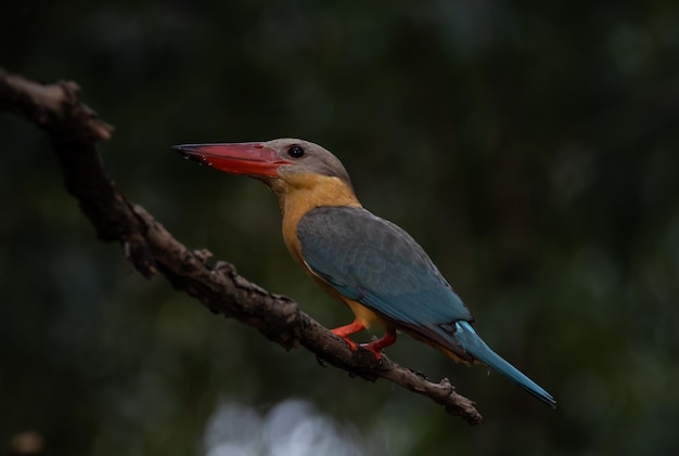 Martim-pescador de bico de cegonha na árvore do galho