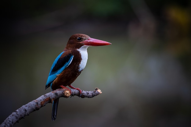 Martim-pescador-de-garganta-branca na árvore de galho fecha a foto do pássaro