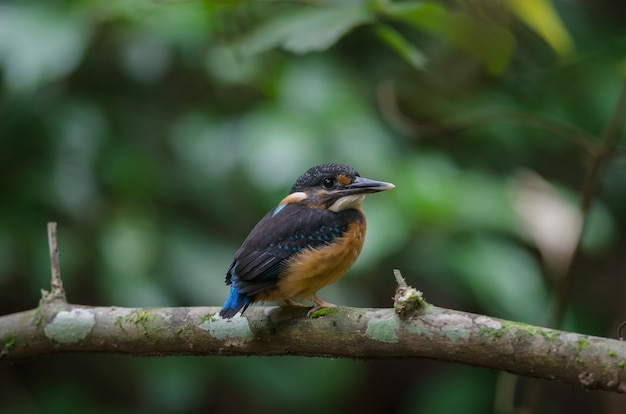 Martim-pescador-de-peito-azul