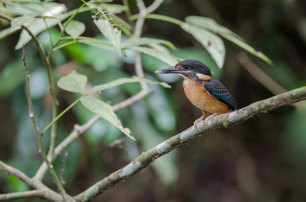 Martim-pescador-de-peito-azul