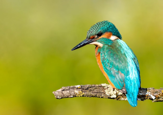 Martim-pescador empoleirado em um galho