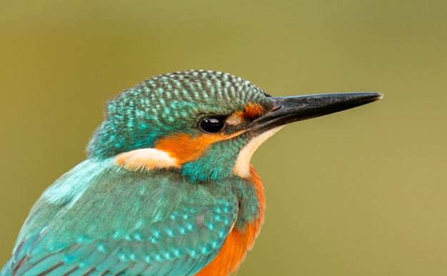 Foto martim-pescador empoleirado em um galho