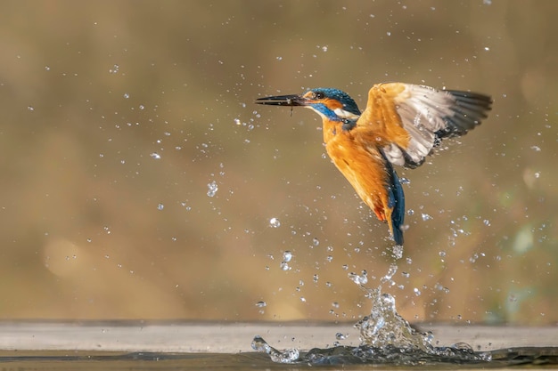 Martim-pescador europeu comum (Alcedo atthis) emergindo da água com presas de peixe capturadas no bico