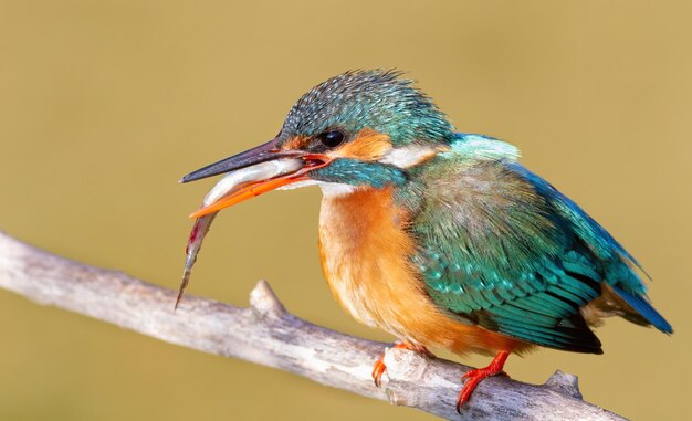 Martim-pescador Sommon Alcedo atthis A fêmea aceitou um peixe do macho