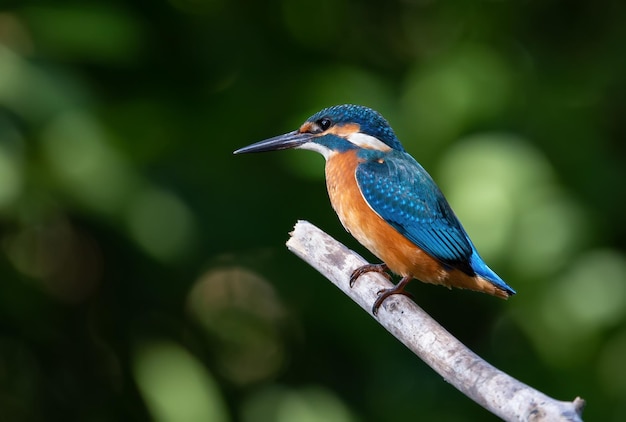 Martim-pescador sommon alcedo atthis o pássaro senta-se em um velho galho seco acima do rio