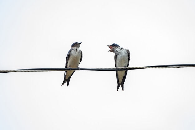 Martín de pecho gris adulto de la especie Progne chalybea posado sobre un cable eléctrico