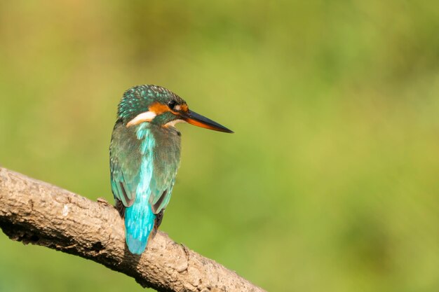 Martín pescador (alcedo atthis) en hábitat natural.