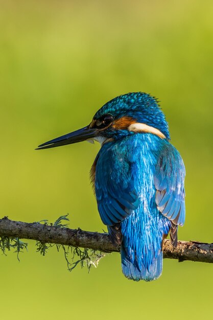 martín pescador alcedo atthis