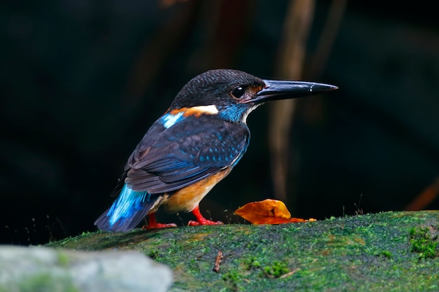 Martín pescador de bandas azules Alcedo euryzona Macho Pájaros lindos de Tailandia