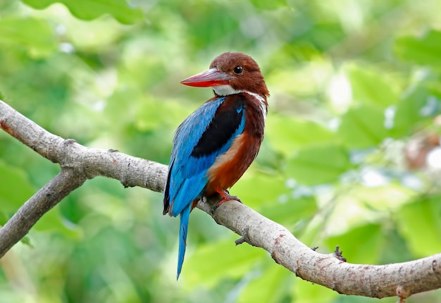 martín pescador blanco Halcyon smyrnensis Hermosas aves de Tailandia