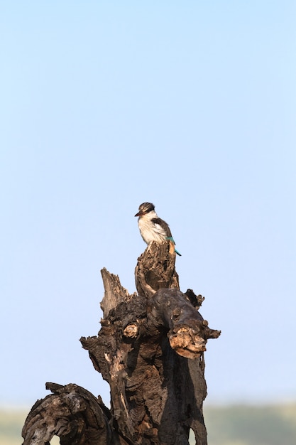 Martín pescador blanco y negro en el tocón de thr. Serengeti, África