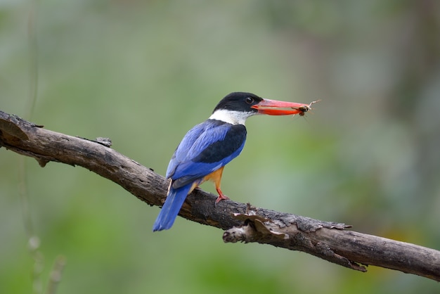 Martín pescador de capa negra (Halcyon pileata)