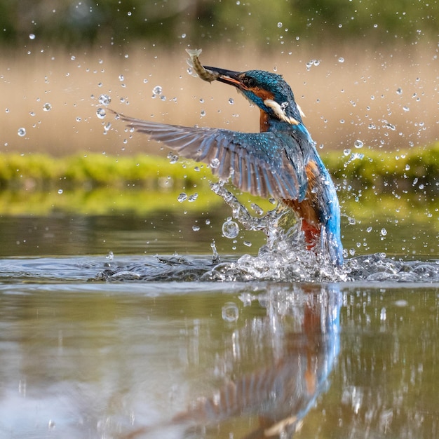 El martín pescador cazando peces en el lago