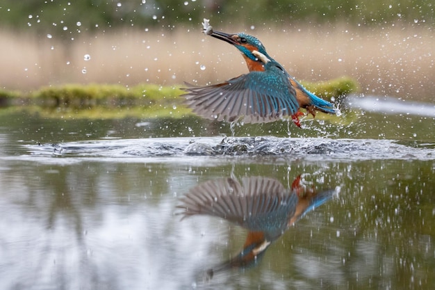 El martín pescador cazando peces en el lago