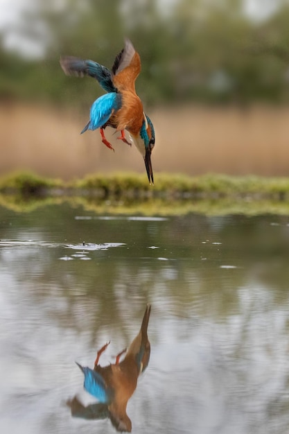 El martín pescador cazando peces en el lago