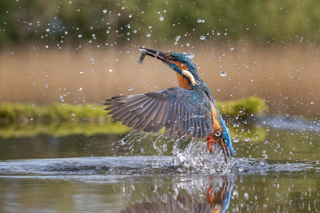 El martín pescador cazando peces en el lago