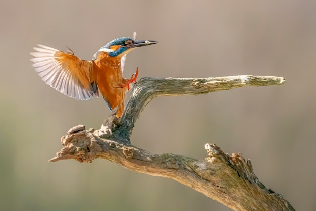 Martín pescador común (Alcedo atthis) aterrizando en una rama con un pez en la boca.