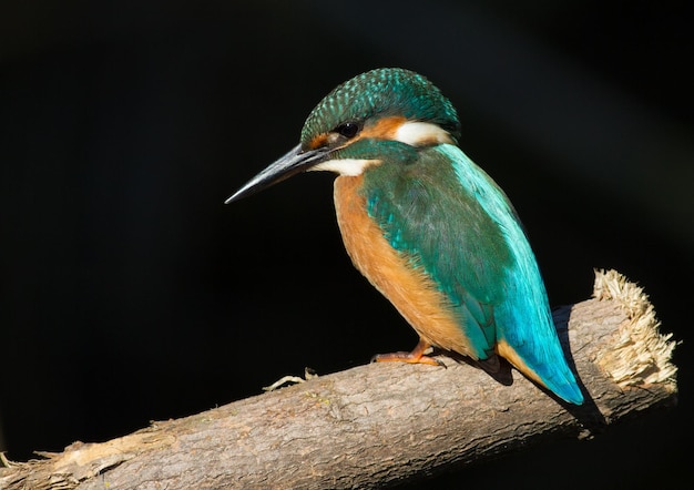 Martín pescador común Alcedo atthis Closeup retrato Un pájaro se sienta en una rama cerca del río