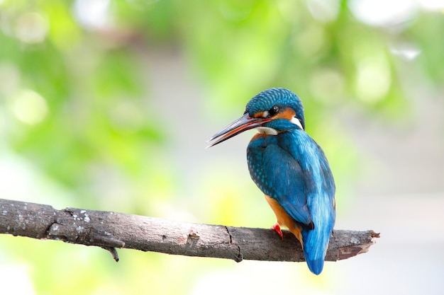 Martín pescador común Alcedo atthis hermosas aves macho de Tailandia