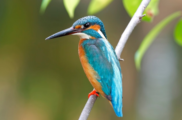 Martín pescador común Alcedo atthis hermosos pájaros masculinos de Tailandia