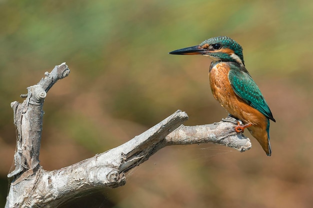 Martín pescador común Alcedo atthis Málaga España