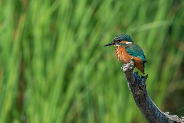 Foto martín pescador común alcedo atthis málaga españa