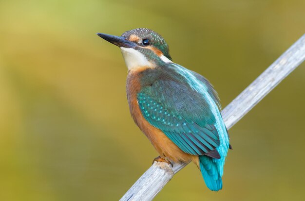 Martín pescador común Alcedo atthis El pájaro joven sentado en una rama Primer plano