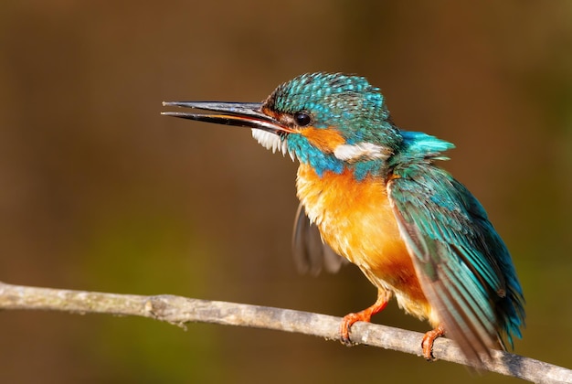 Martín pescador común Alcedo atthis Un pájaro llama y extiende sus alas