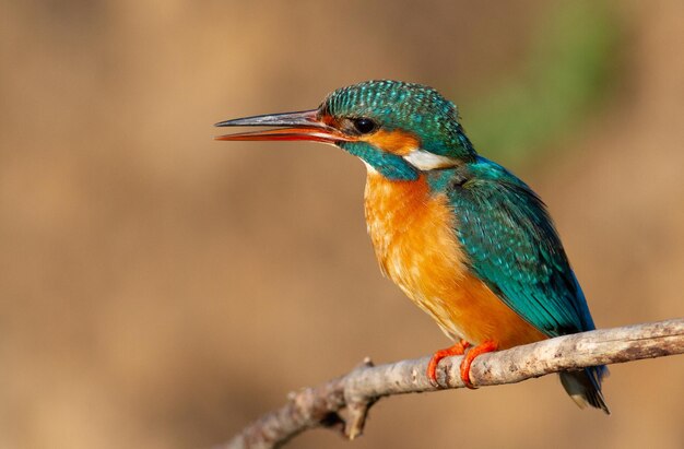 Martín pescador común Alcedo atthis un pájaro macho se sienta en una rama cerca del nido