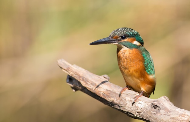 Martín pescador común Alcedo atthis El pájaro sentado en una rama sobre el agua mientras espera peces